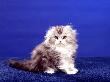 fluff and fold (Scottish Fold).jpg